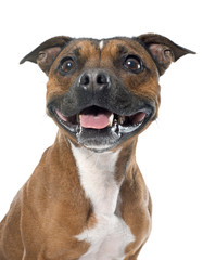 Obraz premium stafforshire bull terrier