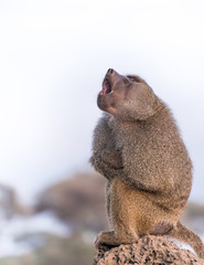 Funny cute Baboon is yawning on the rock in Tarangire National Park