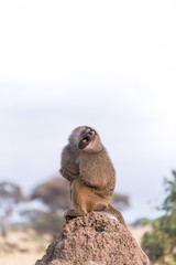 Funny yawn Baboon monkey at Tarangire national park,Tanzania