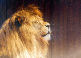 Beautiful Lion face, profile portrait. blur background.
