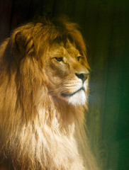 Beautiful Lion resting in the sunshine. Profile portrait.