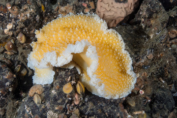 Orange-peel Nudibranch