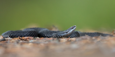 European Adder