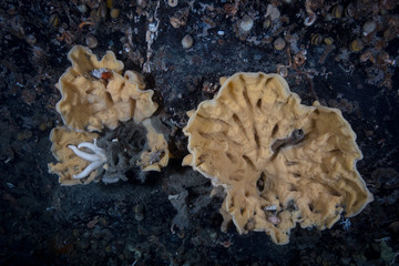 Cloud Sponge