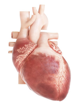 medically accurate 3d rendering of the heart