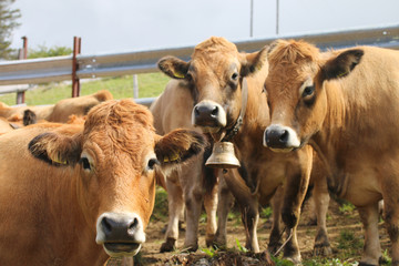 franz&ouml;sische Aubrac-Rinder