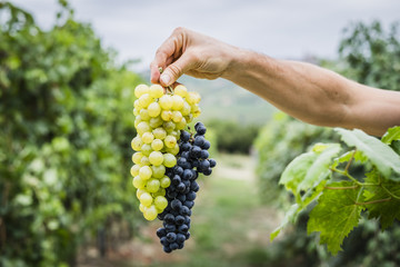 Grappoli di uva nel vigneto durante la vendemmia