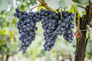 Grappoli di uva nel vigneto durante la vendemmia
