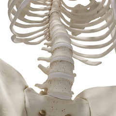 medically accurate 3d rendering of the lower spine