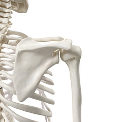 medically accurate 3d rendering of the shoulder bones - obrazy, fototapety, plakaty