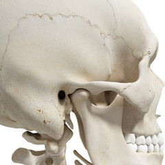 medically accurate 3d rendering of the mandible