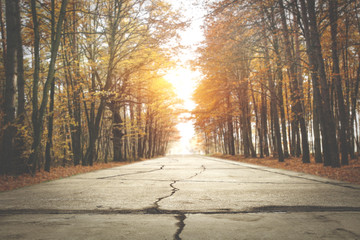 autumn road 