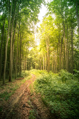 A path in summer greenwood.