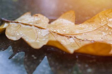 Oak tree leaf lay on wet asphalt. 