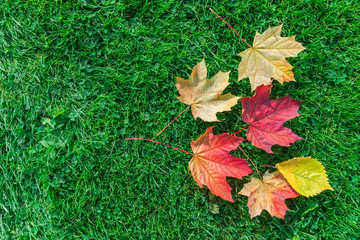 Autumn leaf maple on green grass