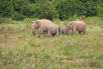 Fototapeta premium Asian elephant family in the wild. Cluster of asian elephants at Kui Buri National Park, Thailand.