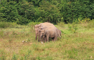 Naklejka premium Asian elephant family in the wild. Cluster of asian elephants in Thailand.