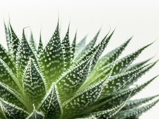 desert plant on white background