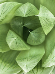 desert plant on white background