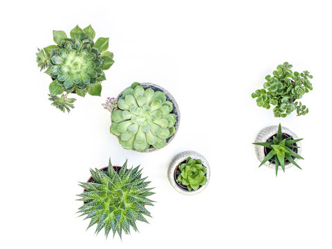 desert plant on white background