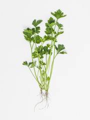 herbs on white background