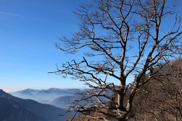 Alberi inverno in montagna