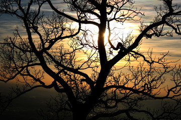 Tramonto attraverso i rami del bosco