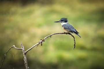 Kingfisher perched on branch.