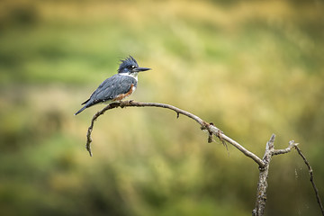 Cute kingfisher on a small branch.
