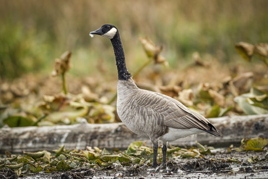Goose in wetlands area.