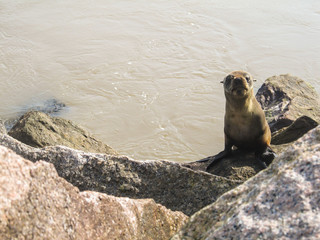 Cute sea lion on the mole (breakwater) at Cassino beach in Rio Grande, Brazil