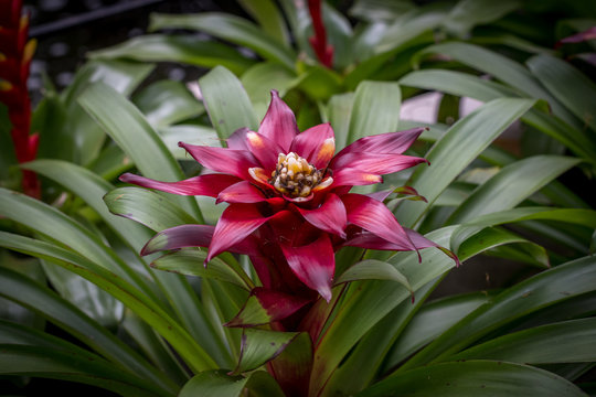 Red Bromeliads