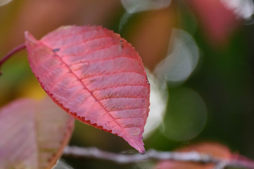 rotes Blatt im Herbst