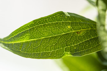 Naklejka na ściany i meble Green leaf in detail from the plant bell.