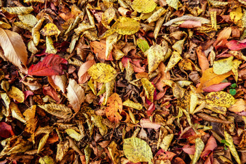 Colorful Autumn leaves in the forest