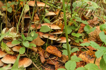 mushrooms honey agarics large among the grass in the forest