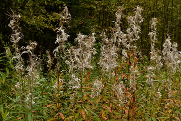 Feather Grass in the forest