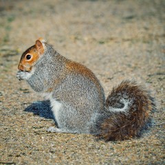 Squirrel eating profile