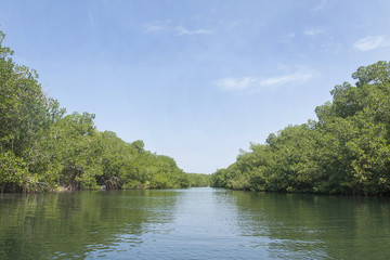 Fototapeta na wymiar Mangrove trees in the water viewed from the sea surface