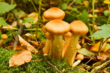 Mushrooms in the autumn forest after the rain