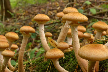 Edible mushrooms growing on dry fallen trees