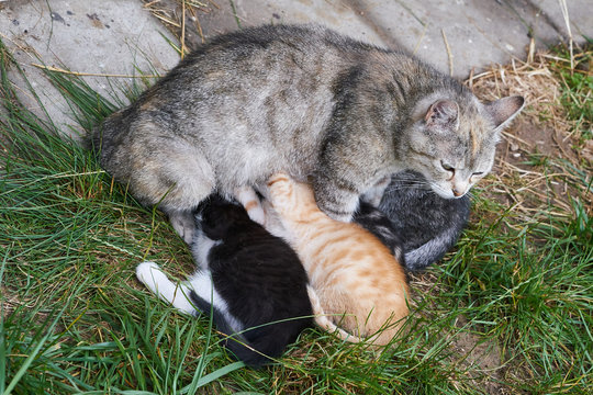 Katzenmutter bei der Versorgung ihrer Katzenbabys