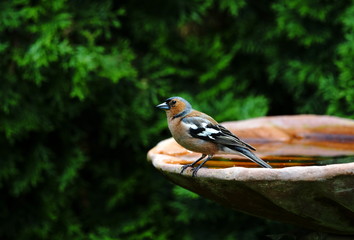 Garten,Vogeltränke,Tierliebe