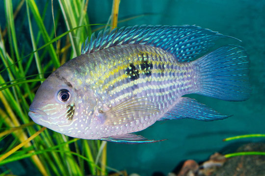Blue acara (Andinoacara pulcher) in a aquarium