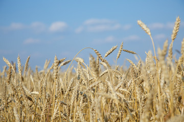 Ears of golden wheat close up.