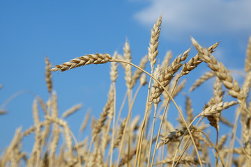 Gold wheat field and blue sky