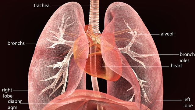 3d illustration of human body lungs anatomy