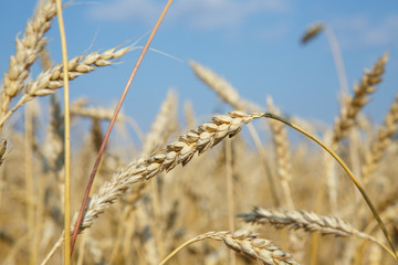 Fototapeta premium Gold wheat field and blue sky