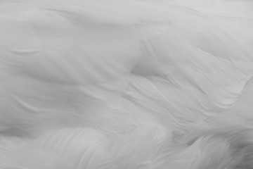  weiße flauschige Federn , Textur