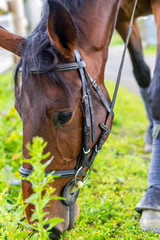Fototapeta premium cheval broutant après le travail